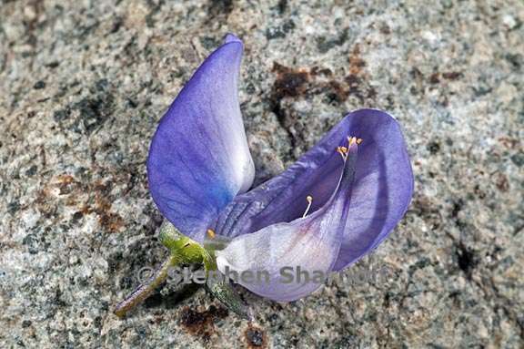 lupinus polyphyllus var burkei 6 graphic